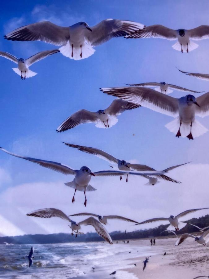 Ich Kenne Ein Haus Am Meer Neuendorf  Esterno foto